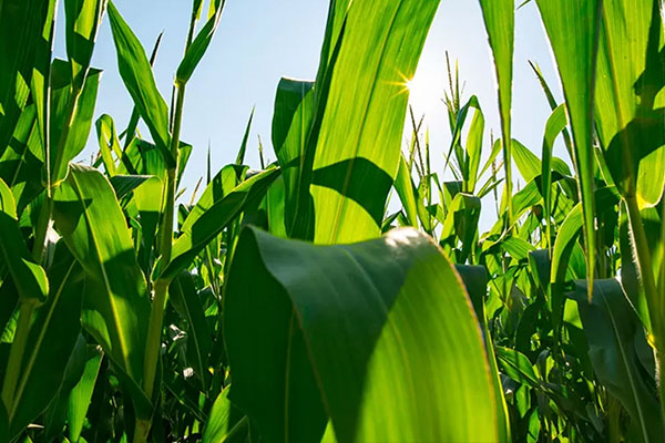 Agribusiness